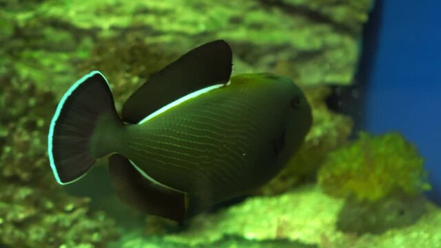 Melichthys indicus -fish in a marine aquarium