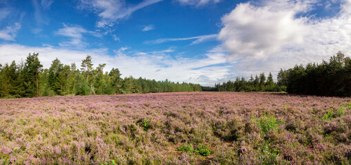 Heathland De Dellen