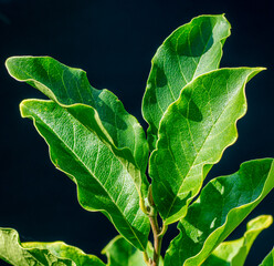 Magnolia green leaves isolated on the black background.