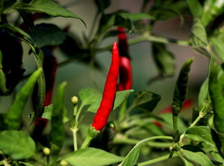 Red chili pepper grows on green branch