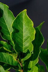 Magnolia green leaves isolated on the black background.