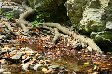 bare roots of trees growing in rocky cliffs between stones and water in autumn