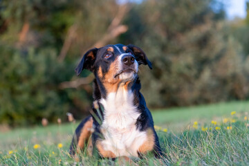 Portrait of cute dog outdoors, Appenzeller Sennenhund