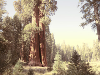 Giant Redwood tree in Sequoia National Park