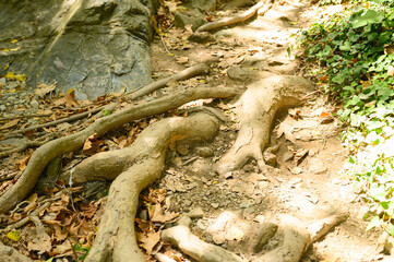 bare roots of trees protruding from the ground in rocky cliffs in autumn