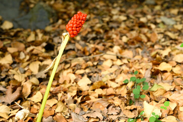 arum plant with ripe red berries in the forest