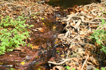 a stream running through the bare roots of trees in a rocky cliff and fallen autumn leaves