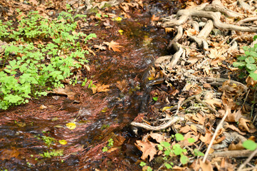 a stream running through the bare roots of trees in a rocky cliff and fallen autumn leaves