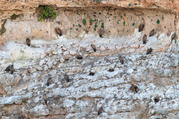 Group of griffon vultures resting on a vertical wall, sleeping inside the wholes. White depositions on the rocky wall. Scientific name: Gyps fulvus. Hoces del Duratón, Soria, near Madrid, Spain