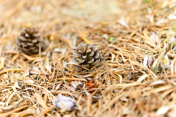 heap dry withered fallen autumn leaves of olive trees and pine cones