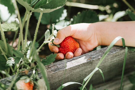 ripe strawberry in a child's hand on organic strawberry farm, people picking strawberries in summer season, harvest berries