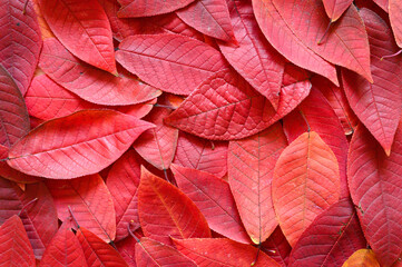 background of fallen autumn red leaves of cherry