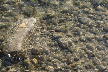 Blurred pebbles underwater in a sunny river in Provence. On the left, a stone with an yellow and brown dead leaf. South of France.