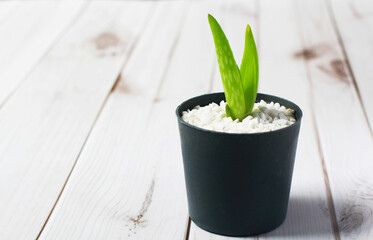 Aloe vera in black pots sprinkled with white stones, Aloe vera herb plant green nature.
