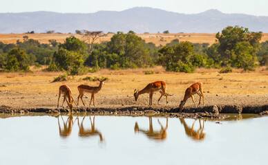 Impala group (Aepyceros melampus) reflected in water as they drink from watering hole in Ol Pejeta...