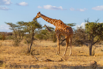 Reticulated giraffe (Giraffa camelopardalis reticulata), endangered threatened wild animal, feeds at thorn bush in Samburu National Reserve, Kenya, Africa. Blue sky, vast African savanna landscape