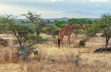 Reticulated giraffe (Giraffa camelopardalis reticulata) and Gerenuk (Litocranius walleri) feed at thorn bushes in vast African landscape of Samburu National Park, Kenya, Africa. Endangered threatened