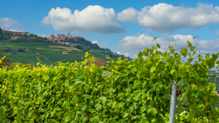 Fototapeta na wymiar View over Nebbiolo vineyards to medieval town of La Morra, Piemonte, Italy