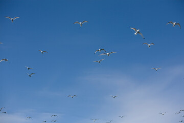 Seabirds, Greenland