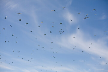 Seabirds, Greenland