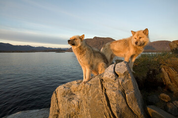 Sled Dogs in Summer, Sisimiut, Greenland