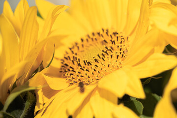 Beautiful, yellow flower in my garden sunflower flower, close-up,
