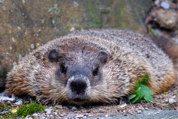 Groundhog closeup: looking straight into the camera