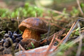 A small bay bolete with a thick stem in a forest in central Poland.