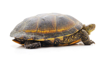 One big turtle.