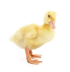 One little duckling.