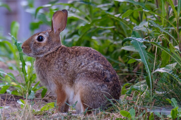 Naklejka na ściany i meble Small rabbit with large ears sitting in a garden