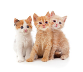 Three small kittens.