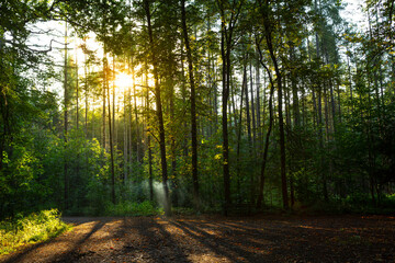Early morning in the forest with the sun coming through the woods and the mist in the foliage.