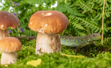 cute lizard in forest still life with mushrooms