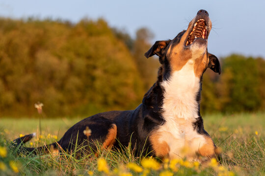 Appenzeller Sennenhund catching a treat with a wide open mouth