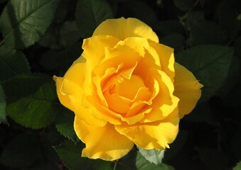 Close-up of single yellow garden rose (Rosa) outside