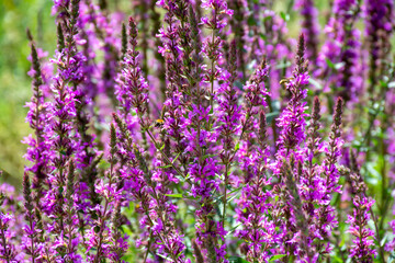 Botanical collection of medicinal plants, purple blossom of lythrum salicatia or loosestrife plants