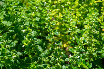 Botanical collection of kitchen and medicinal plants, lemon balm or melissa officialis