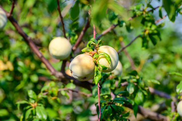 Plum fruits ripening on tree in orchard