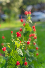 Turk's cap or Malvaviscus arboreus red flowers at front yard with blurry parked cars in background