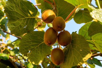 Golden or green kiwi fruits hanging on kiwi tree in orchard in Italy
