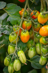 Cultivation of organic cherry tomatoes in plastic greenhouses in Lazio, Italy