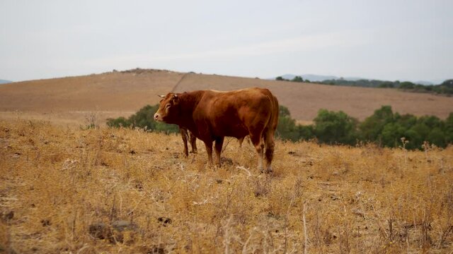 vaca comiendo pasto con monta&ntilde;as en el fondo