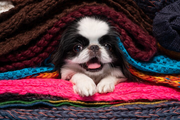 Japanese chin looking at camera hiding at warm scarfs