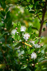 Botanical collection of medicinal plants and herbs, white flowers Myrtus communis or true myrtle plant used in aromatherapy and medicine