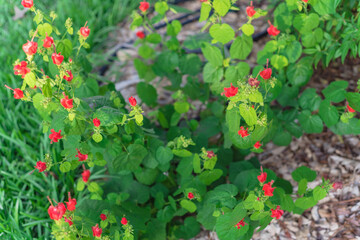 Blossom hibiscus like flowers of malvaviscus or Turks Cap flowering shrubs in garden beds and...