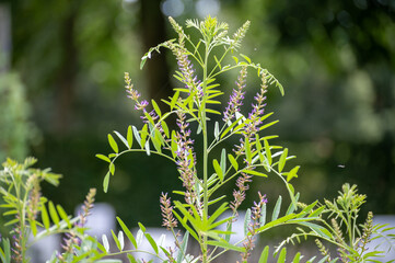 Botanical collection of medicinal and edible plants and herbs, Liquorice (or licorice, Glycyrrhiza glabra plant