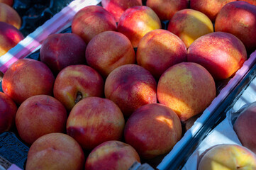 New harvest of big sweet ripe nectarines peaches