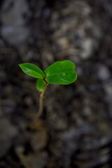 Bean seedling just beginning to open and growing (new life)