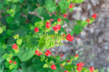 Blooming bush of Malvaviscus arboreus (Turks Cap, Sleeping Hibiscus or Wax mallow) top view